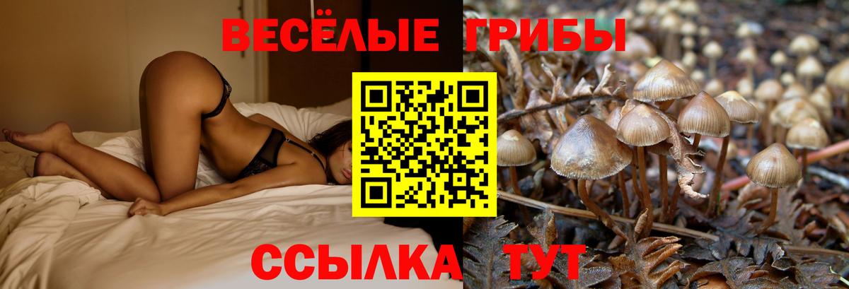 Псилоцибиновые грибы Cubensis  Галлюциногенные грибы Psilocybine cubensis  Вход с VPN  Баксан 